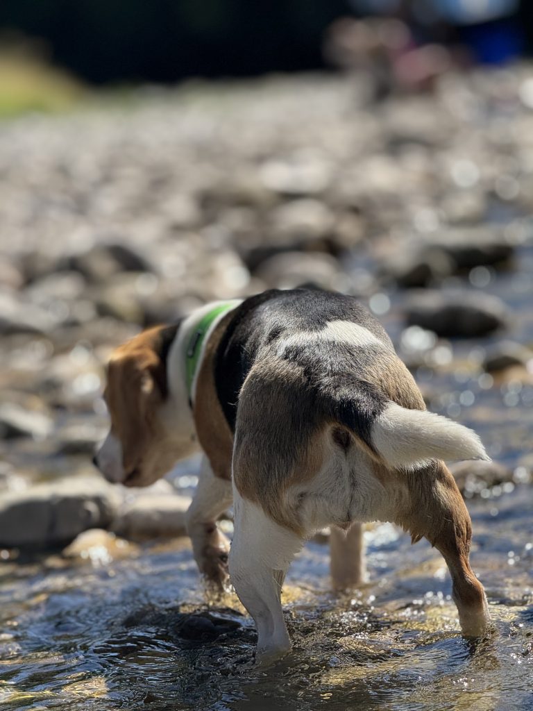 Beagle in der Traun